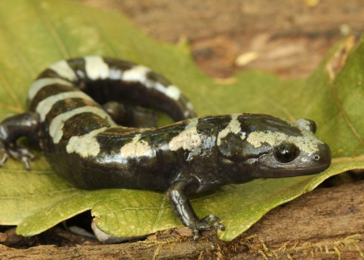 Marbled Salamander
